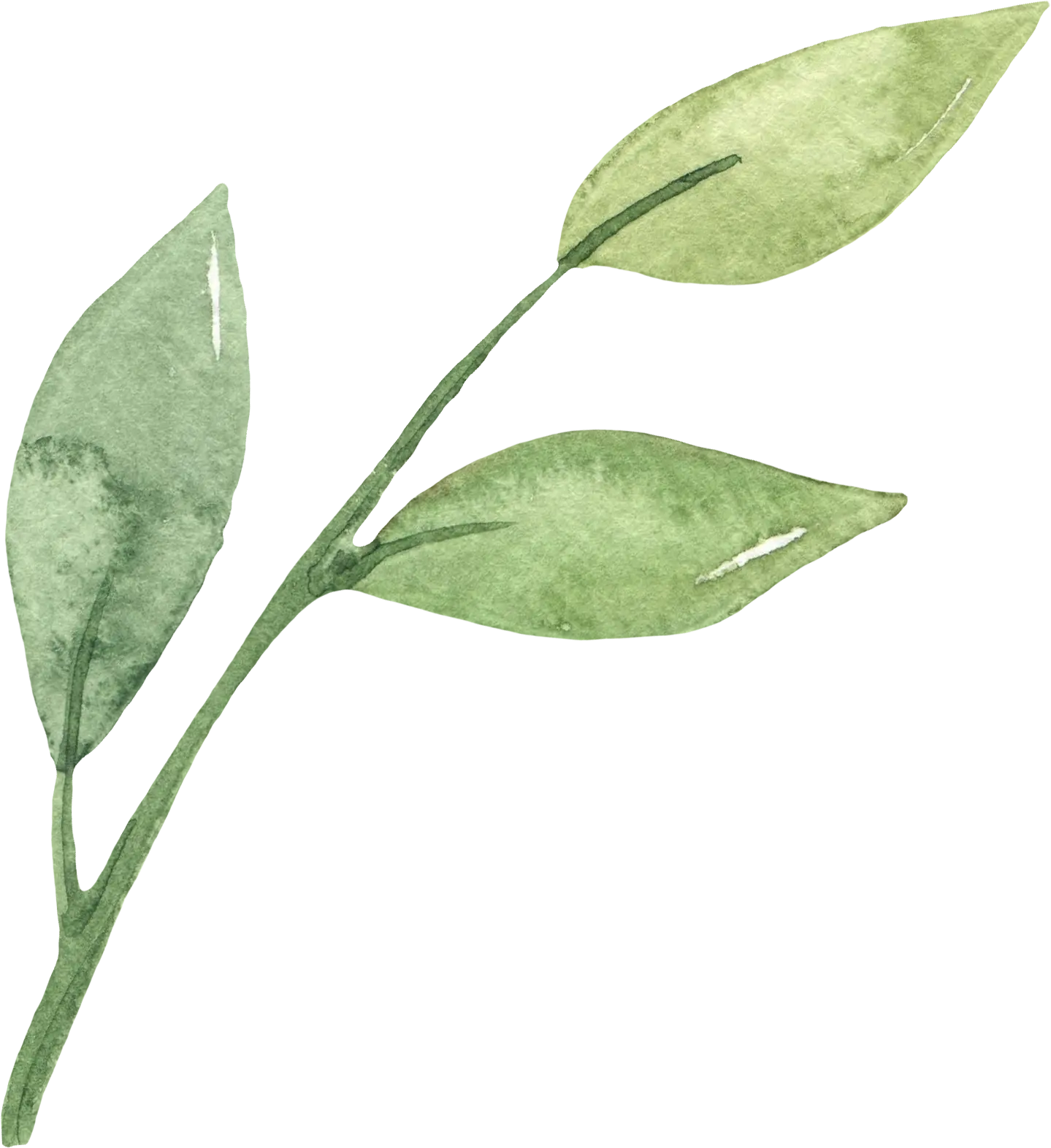 Illustration à l'aquarelle d'une tige de plante verte avec trois feuilles, chacune dans une nuance de vert différente, sur un fond clair.