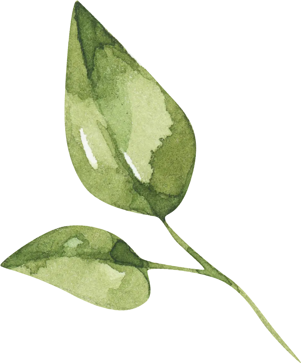 Illustration à l'aquarelle de deux feuilles vertes sur une tige, avec des nuances de vert clair et foncé et des reflets blancs. L'arrière-plan est constitué de motifs verts horizontaux et rayés.