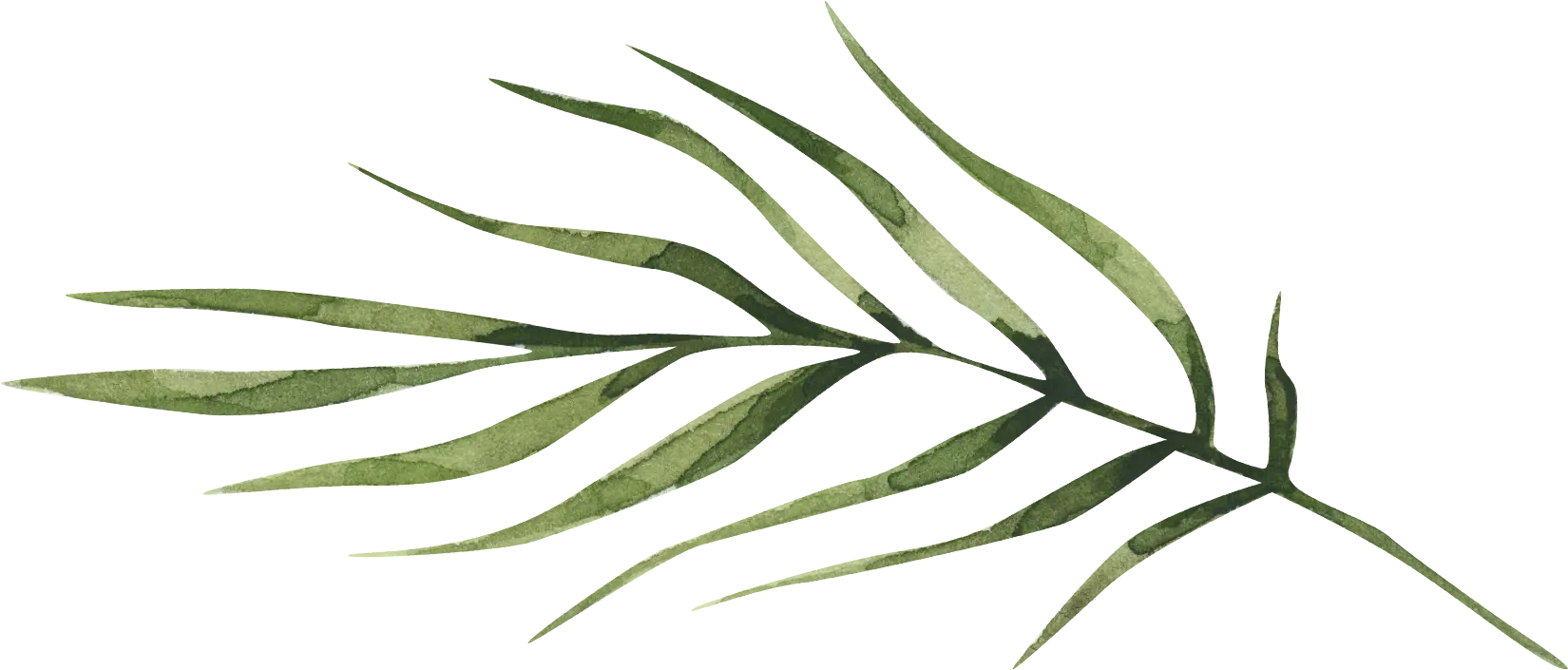 Une branche verte aux feuilles allongées apparaît déformée par des stries horizontales, créant un effet flou et abstrait sur un fond vert clair.