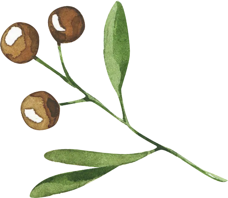 Illustration à l'aquarelle d'un plant de coton avec trois capsules de coton brunes et des feuilles vertes sur des tiges minces, sur un fond brun.