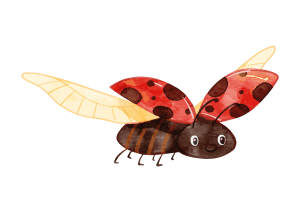 Illustration d'une coccinelle souriante aux ailes rouges tachetées et ouvertes, au dessous jaune translucide et au corps brun, parfaite pour ajouter une touche de charme recyclé à n'importe quel fond blanc.